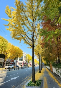 대구 북구청, 가을 낙엽 있는 거리 운영